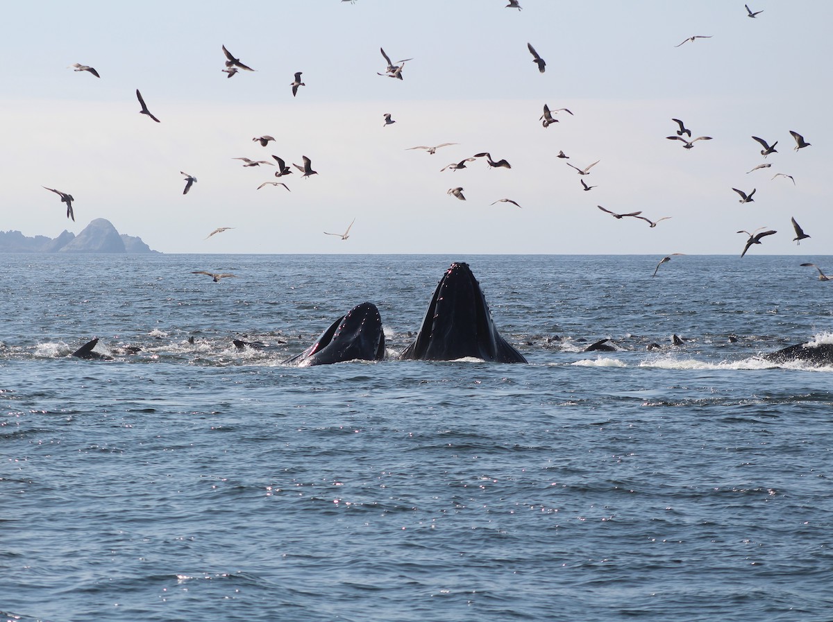 Announcing the Expansion of Whale Safe to San Francisco | Whale Safe